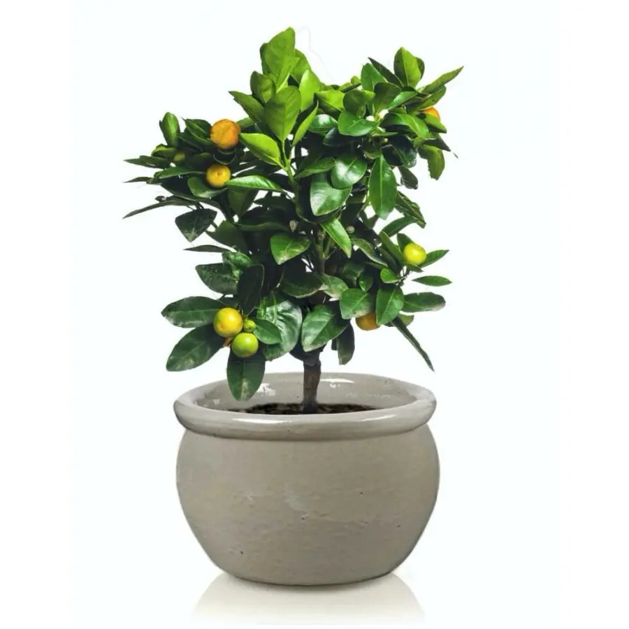 Donica ceramiczna misa kremowa szkliwiona