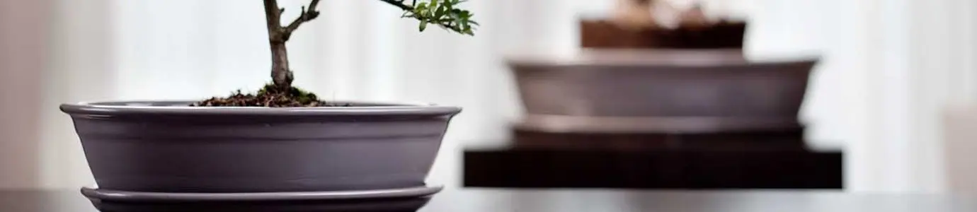 Doniczki Bonsai idealne do salonu | Plant Deco