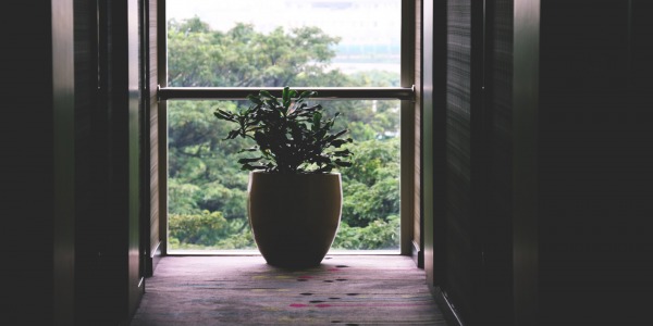 Donice na balkon - jak zabezpieczyć rośliny przed mrozem i wiatrem?